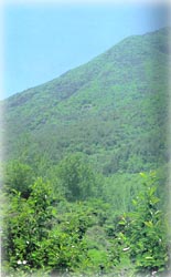 남산 풍경