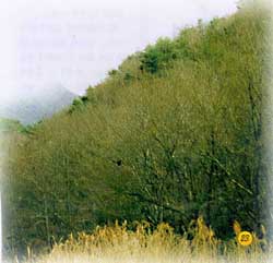 천성산 풍경