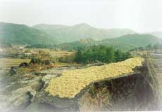 축령산 풍경
