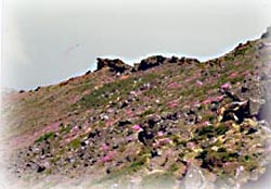 한라산 풍경